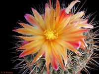 Thelocactus conothelos