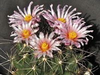 Thelocactus garciae