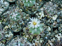 Turbinicarpus gielsdorfianus