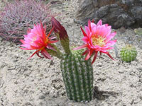 Echinopsis huascha