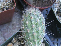 Thelocactus hastifer