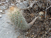 Thelocactus hastifer