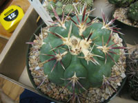 Thelocactus heterochromus