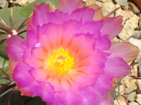 Thelocactus heterochromus