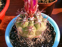 Thelocactus heterochromus