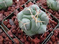 Thelocactus hexaedrophorus