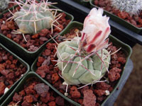 Thelocactus hexaedrophorus