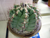 Thelocactus hexaedrophorus