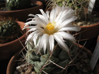 Thelocactus hexaedrophorus