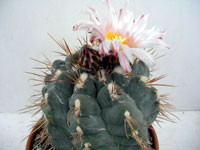 Thelocactus hexaedrophorus