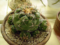 Thelocactus hexaedrophorus