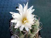 Thelocactus hexaedrophorus