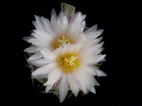 Thelocactus hexaedrophorus