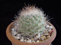 Turbinicarpus hoferi