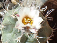 Turbinicarpus hoferi