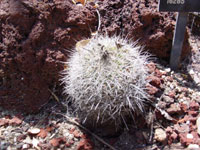 Turbinicarpus horripilus