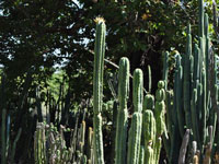 Echinopsis huanucoensis