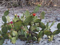 Tacinga inamoena