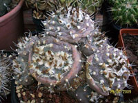 Turbinicarpus jauernigii