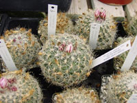 Turbinicarpus knuthianus