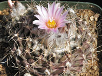 Turbinicarpus laui