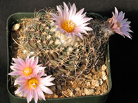 Turbinicarpus laui