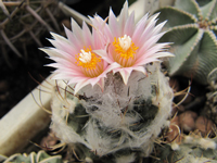 Turbinicarpus laui