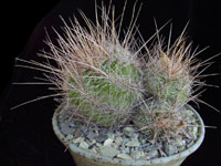 Thelocactus lausseri