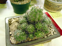 Thelocactus leucacanthus