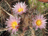 Thelocactus lausseri