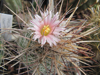 Thelocactus lausseri