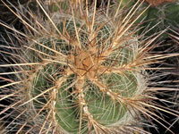 Thelocactus lausseri