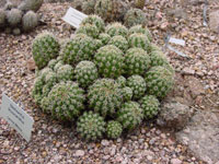 Thelocactus leucacanthus