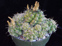 Thelocactus leucacanthus