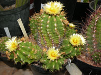 Thelocactus leucacanthus