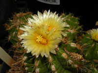 Thelocactus leucacanthus