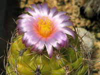 Thelocactus leucacanthus