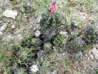 Thelocactus leucacanthus