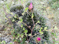 Thelocactus leucacanthus