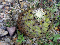 Thelocactus leucacanthus