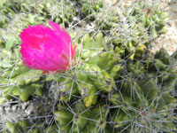 Thelocactus leucacanthus