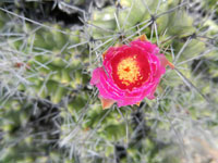 Thelocactus leucacanthus