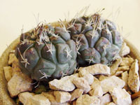 Turbinicarpus lophophoroides