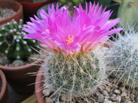 Thelocactus macdowellii