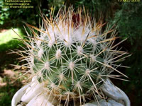 Turbinicarpus mandragora