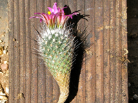 Turbinicarpus mandragora