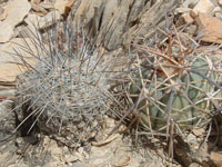 Turbinicarpus mandragora