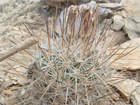 Turbinicarpus mandragora