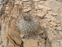 Turbinicarpus mandragora