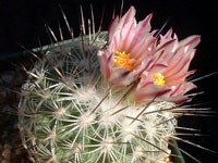 Turbinicarpus mandragora